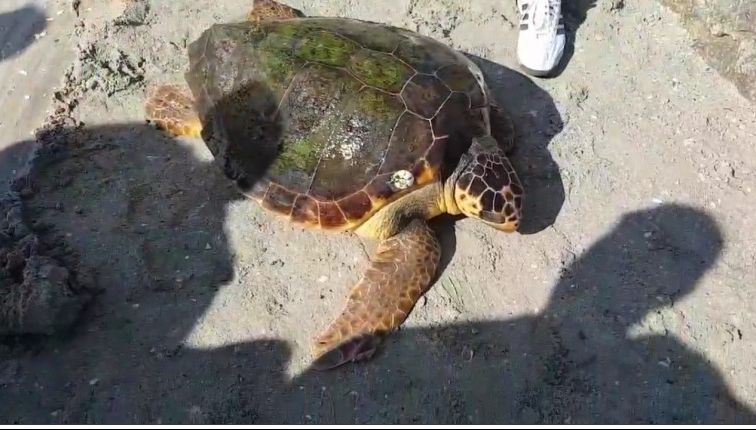 Descoperire uimitoare pe plaja de la Vadu. E un exemplar unic - FOTO şi VIDEO