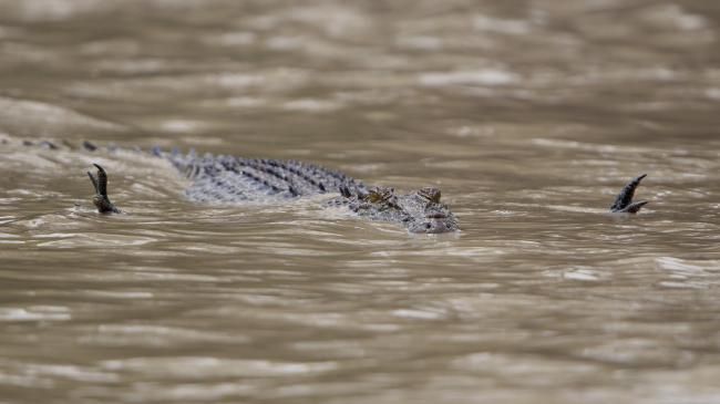 Cum a fost surprins un crocodil care îşi vâna prada: e prima dată în lume când se întâmplă asta!