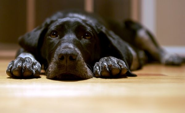 După ce le-a murit câinele, au intrat în cameră şi au îngheţat! Pisica lor tocmai făcea asta