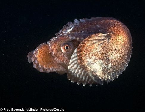 Cel mai BIZAR ritual de împerechere din regnul animal: "organul detaşabil" 