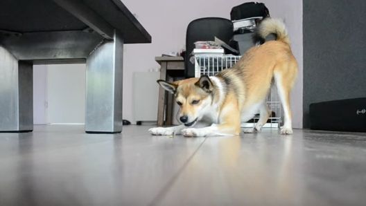 Cea mai rară rasă de câini din lume a ajuns în România. Unde o puteţi admira?