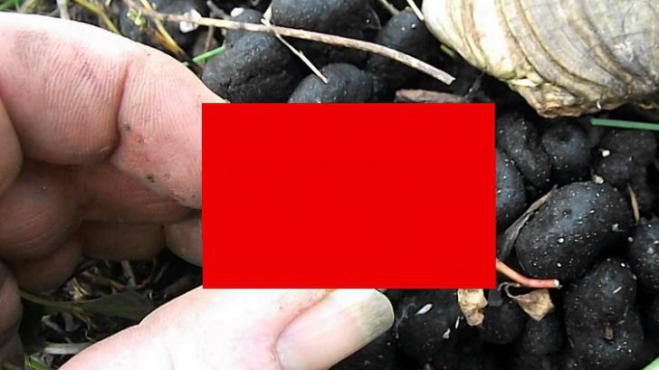 A mers la mormântul tatălui, dar a avut şocul vieţii când a văzut ce ieşise din pământ. S-a prăbuşit