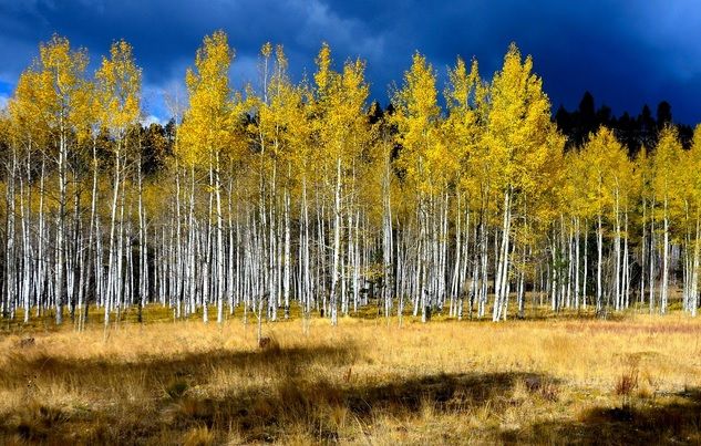 Povestea fabuloasă din spatele acestei imagini! Tu câţi copaci vezi în poză?