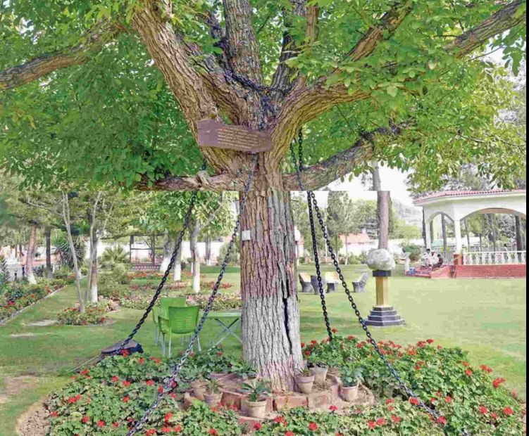 Singurul copac arestat din lume. Este legat cu lanțuri de 100 de ani. Motivul e incredibil