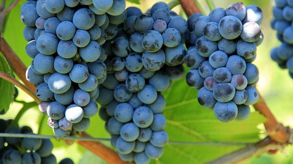 Cea mai bună dietă de sezon! Cura cu struguri: te ajută să slăbeşti şi detoxifiază organismul