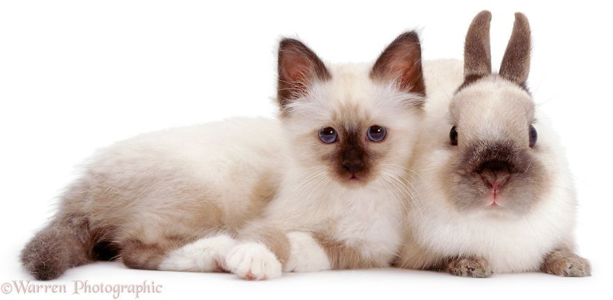 Cei mai haioşi "fraţi" din lumea animalelor. Imagini adorabile