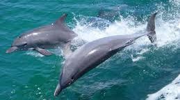 Şi-a scăpat telefonul în mare şi credea că l-a pierdut. Ce a urmat este incredibil