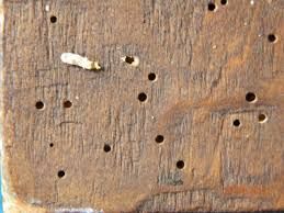 Cum îţi dai seama că mobila ta are carii de lemn