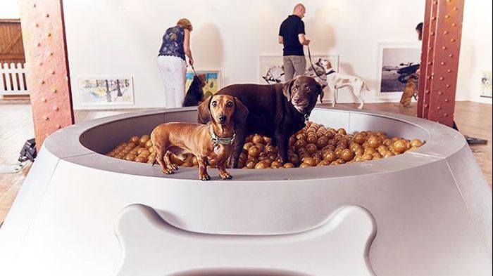 S-a deschis prima expoziție de artă pentru câini. Imaginile fac furori pe Internet