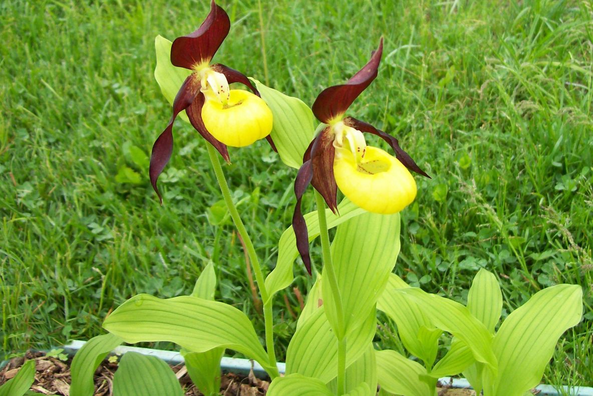 Nimeni nu poate spune ce floare este aceasta. Tu ştii cum se numeşte? Creşte şi în România