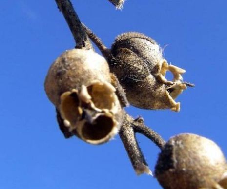Cele mai ciudate flori din lume. Par aduse de pe alte planete