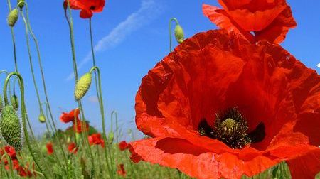 Ceaiul de petale de mac are puteri miraculoase. Iată ce boli tratează