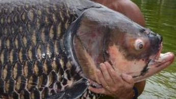 Peștele a tras momeala. S-a luptat 90 de minute. Când a scos monstrul din apă, pescarul a înlemnit