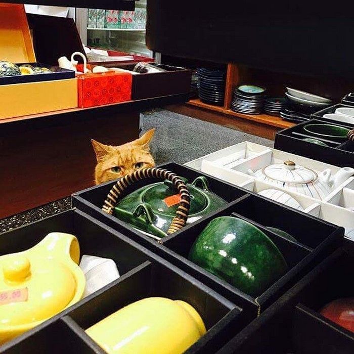 Record mondial! Acest motan a alergat într-un magazin nouă ani fără nici o zi liberă 