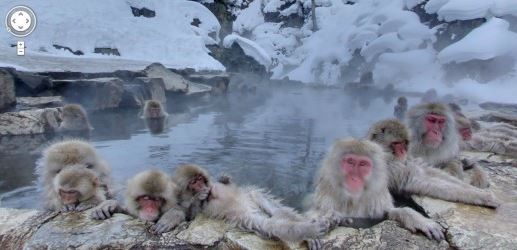 11 cele mai amuzante animale surprinse pe harta Google Street View