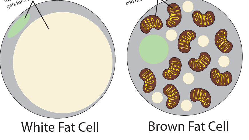 Totul despre grăsimea brună