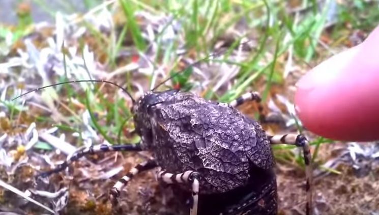 A găsit o insectă pe care nu o mai văzuse, pe munte. Când a atins-o cu degetul...s-a întâmplat ASTA