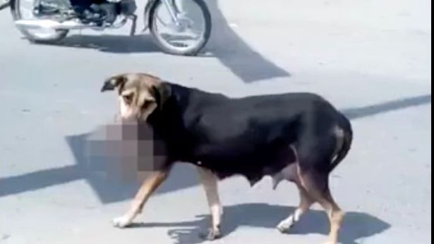 Imagini ŞOCANTE. Un maidanez se plimbă prin oraş cu un bebeluş mort în gură