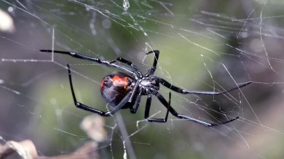 Cel mai ghinionist bărbat din lume! Înţepat de două ori de un păianjen, într-o zonă... "ascunsă"