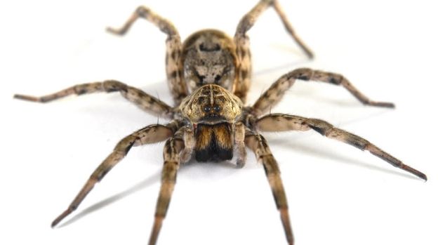 Descoperire uluitoare despre păianjeni 
