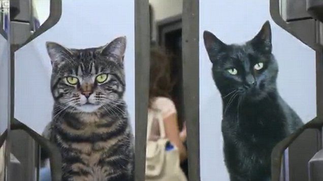INVAZIE de pisici la metroul din Londra. Oamenii au rămas uimiţi. Cum se poate aşa ceva?