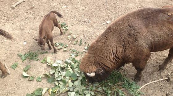 Sărbătoare mare la Grădina Zoologică din Reșița. S-a născut primul zimbru în captivitate 