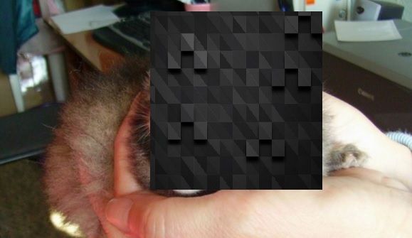 A dat peste 4 pui într-o tufă. I-a luat acasă. Când au crescut, ŞOC! Ce erau, de fapt, creaturile