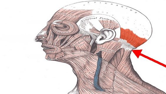 Pune un cub de gheaţă în acest punct şi vei scăpa instant de răceală şi dureri de spate
