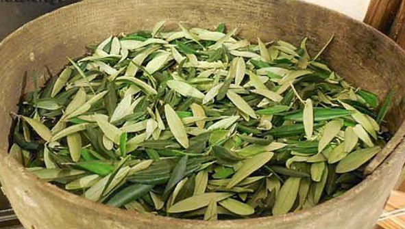 Remediul din Biblie, vechi de 3500 de ani, care vindecă toate bolile!