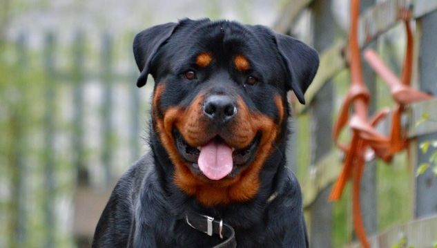 ŞOCANT! Un bărbat din Dolj, atacat şi ucis de propriul câine. Rottweiler-ul a fost împuşcat