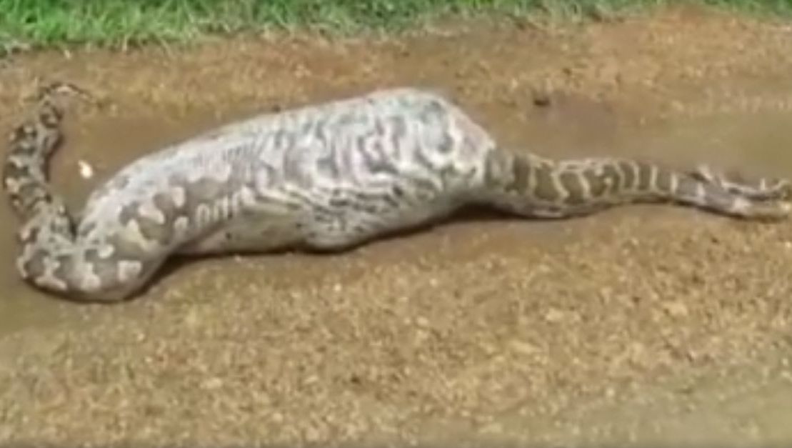 Când au găsit șarpele era prea târziu. Înghițise prada. Ce a urmat e desprins din filmele horror