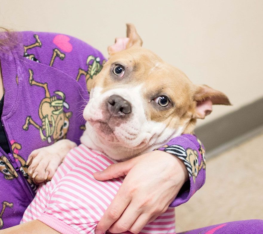 Cei mai simpatici căţei! Opt fotografii înduioșătore aşa cum nu ai mai văzut niciodată 