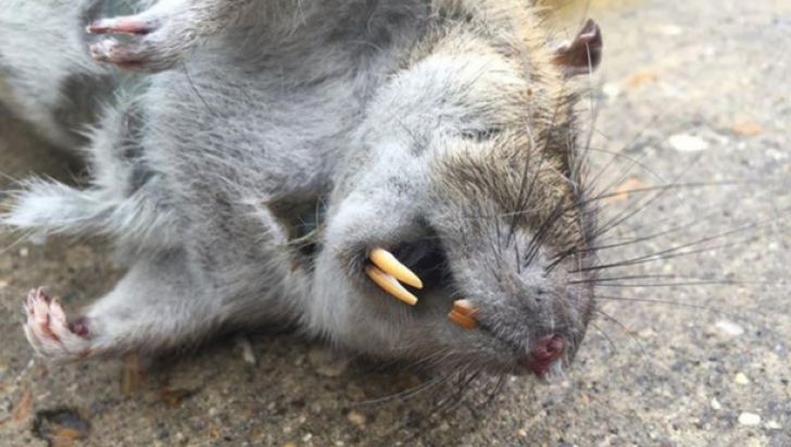 INCREDIBIL. Locuitorii acestui oraş primesc bani pentru fiecare șobolan prins