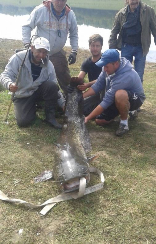 Captură uriaşă pentru doi pescari români: un somn de 69,5 kg. Unde l-au prins