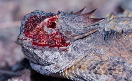 Spectacolul naturii! Şopârla care aruncă sânge din ochi 