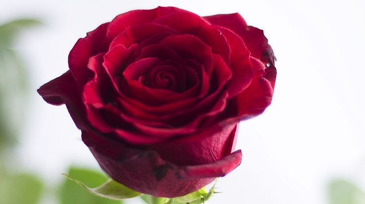 Sărbătoare pe 10 septembrie. Cui să-i urezi "La mulți ani"