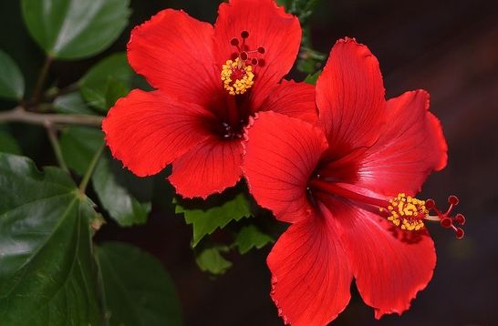 Adaugă ASTA în apa cu care uzi trandafirul japonez şi va avea flori tot anul