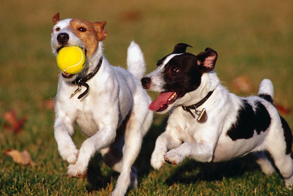 Top 10 cei mai scumpi câini din lume! Sunt foarte drăguți, însă când te uiți la preț...