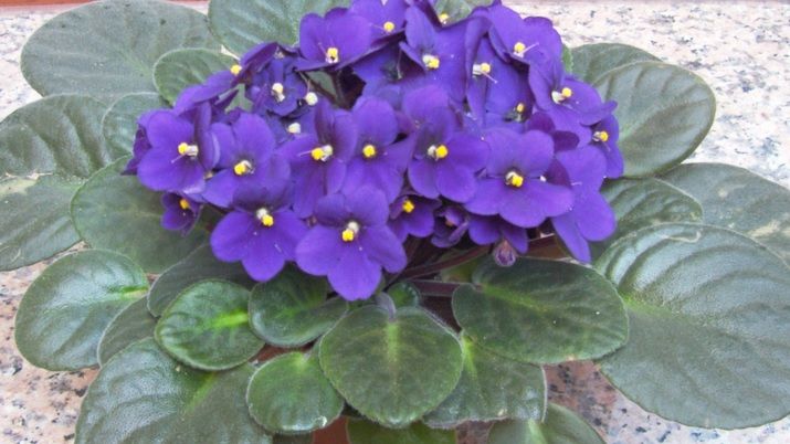 Cum să îngrijeşti VIOLETA ca să înforească tot anul. Trucuri pentru înmulţit