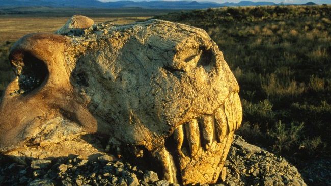 Pământul, în pragul celei mai mari extincţii în masă de după epoca dinozaurilor
