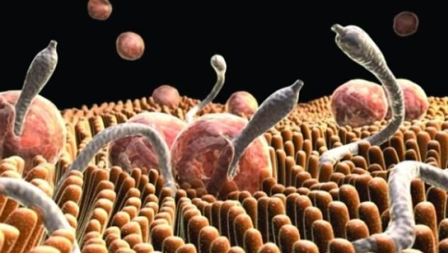 Medicii trag semnalul de alarmă! Cum poţi să scapi de paraziţii din corpul tău fără medicamete 