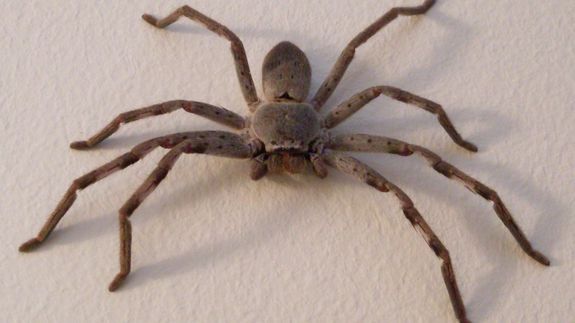 VIRAL. Imagini șocante cu un păianjen uriaș care trage după el un șobolan