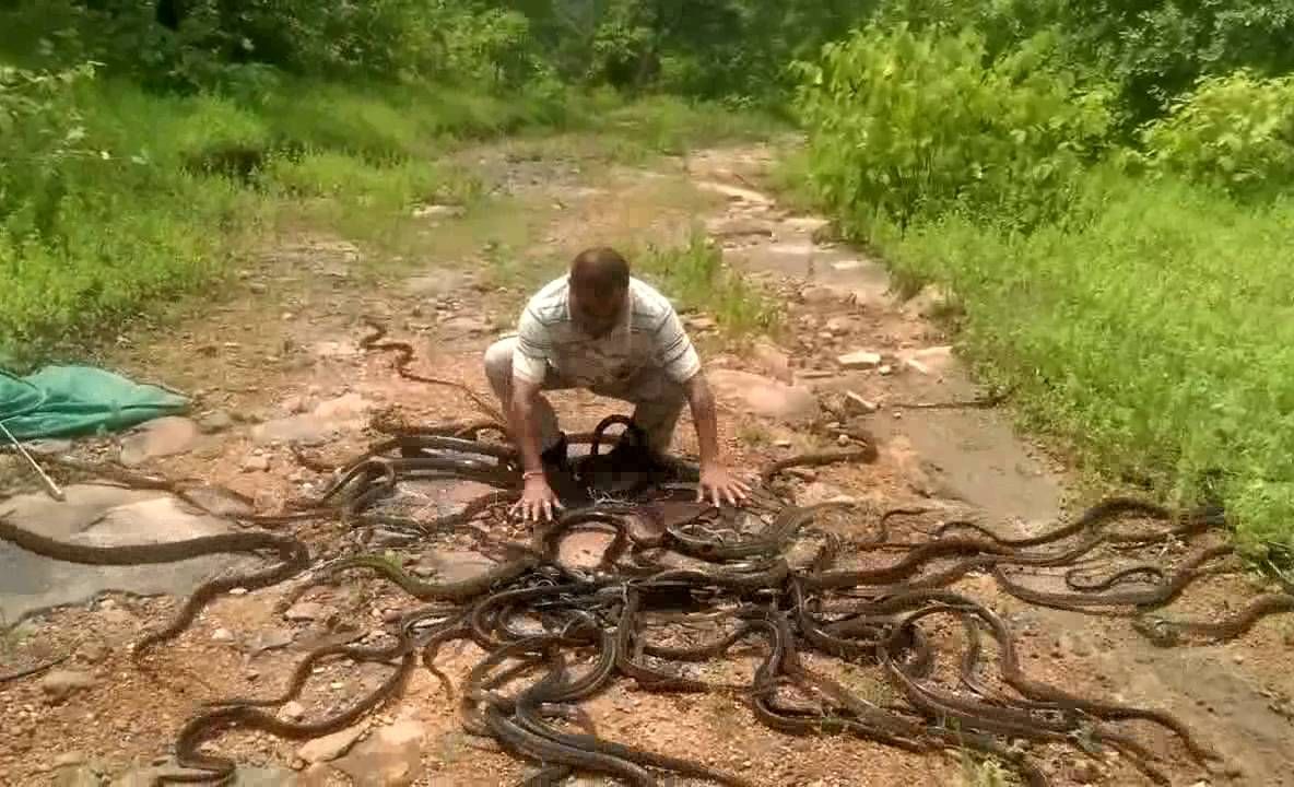 Cea mai ciudată meserie din lume. Prinde şerpii din casele oamenilor. Apoi, merge în pădure şi...