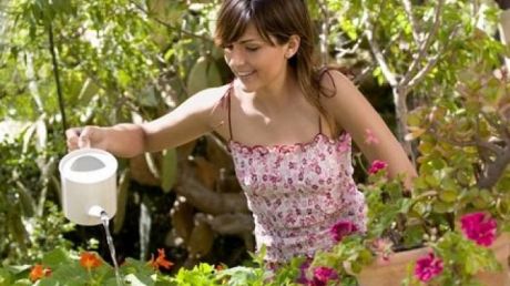 Planta care poate înlocui cu succes antibioticele. Este des întâlnită în apartamentele oamenilor