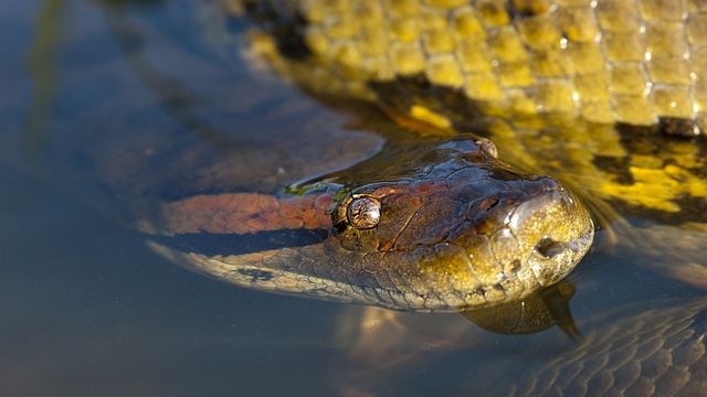 Cel mai mare șarpe din lume a fost descoperit în Brazilia. Iată cum arată! Este înfiorător
