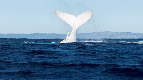 Dosarele X din Constanţa: cum a ajuns în M. Neagră balena antrenată în scop militar în fosta URSS