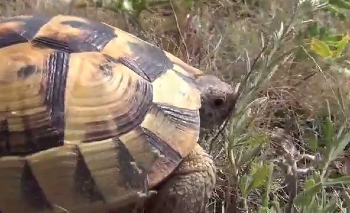 Anunţul făcut de autorităţile române despre broaştele ţestoase