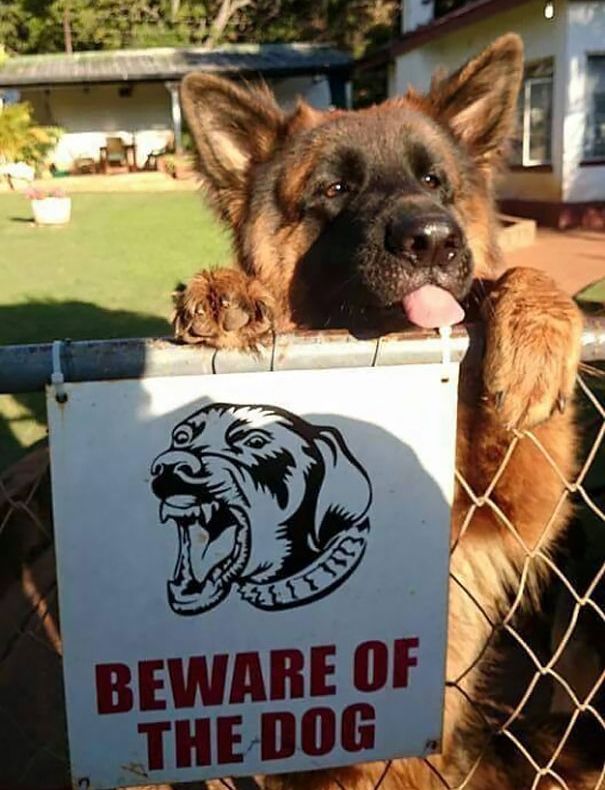 15 cei mai drăguți căței din spatele gardurilor pe care scrie ”Atenție, câine rău”