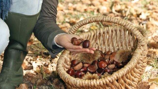 Top 7 remedii naturiste care te pot scăpa de varice