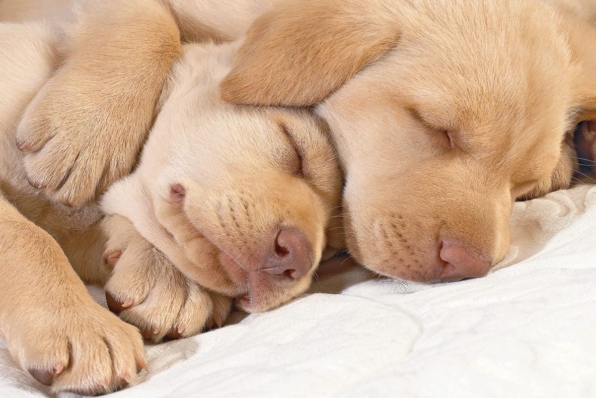 Oamenii de știință au aflat ce visează câinii când dorm. Te va impresiona
